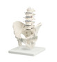anatomisches Modell Wirbelsule, Lendenwirbelsule mit Becken, 5 Lendenwirbel Stativ 