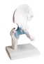 anatomisches Modell, Naturabguss H�ftgelenk mit B�ndern auf Stativ (abnehmbar)