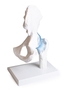 anatomisches Modell, Naturabguss H�ftgelenk mit B�ndern auf Stativ (abnehmbar)