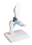 anatomisches Modell, Naturabguss H�ftgelenk mit B�ndern auf Stativ (abnehmbar)