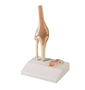 Mini Gelenkmodell Knie auf Sockel, etwa 1/2 nat�rlicher Gr��e, 12 x 10 x 20 cm