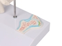 Mini Gelenkmodell H�fte auf Sockel, in etwa 1/2 nat�rlicher Gr��e, 12 x 10 x 18 cm