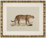 Casa Padrino Deko Bilder Set L�wen Tiger Jaguare Antik Gold 54 x H. 44 cm - Luxus Wanddekoration