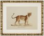 Casa Padrino Deko Bilder Set L�wen Tiger Jaguare Antik Gold 54 x H. 44 cm - Luxus Wanddekoration