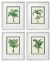 Casa Padrino Bilder / Kunstdruck 4er Set Palmen Mehrfarbig 43 x H. 53 cm - Luxus Deko