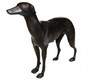 Casa Padrino Metall Figur Windhund Weibchen H 29 cm, B 33 cm, T 8 cm - Massive Skulptur - Edel & Prunkvoll 