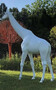 Casa Padrino Designer Deko Skulptur Giraffe Wei� H. 320 cm - Riesige Dekofigur - Lebensgro�e Tierfigur - Wetterbest�ndige Gartendeko Figur XXL Skulptur