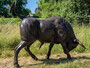 Casa Padrino Luxus Bronze Deko Skulptur Stier 230 x 58 x H. 142 cm - Riesiege Bronze Skulptur - Lebensgro�e Tierfigur - XXL Bronze Stier Figur - XXL Garten Skulptur - Luxus Garten Deko