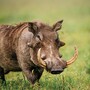 Regenschirm Herren mit Warthog Zahn - Handmade in Italy
