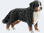Berner Sennenh�ndin Spielfigur - Schleich 16397 