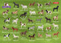 Schleich - Horse Club - Pferdepaare - Kartenspiel