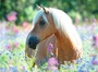 Pferd im Blumenmeer - Puzzle 300 Teile