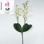 Orchidee Phalaenopsis doppelt k�nstlich 2-fach Kunstblume ca. 60cm Kunstpflanze