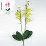Orchidee Phalaenopsis doppelt k�nstlich 2-fach Kunstblume ca. 60cm Kunstpflanze