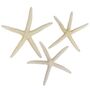3 St�ck echte Seesterne gebleicht ca.10-14cm Finger starfish Deko Strand maritim