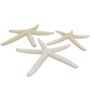 3 St�ck echte Seesterne gebleicht ca.10-14cm Finger starfish Deko Strand maritim