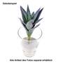 Agave H25cm Kunstblume Kunstpflanze k�nstlich gr�n Kaktus Sukkulente