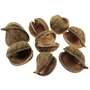 8 Buddha Nuts natur Buddhanut Nu� Exoten Trockenblumen Allerheiligen Budha Deko