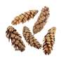 5 Strobus Zapfen ca10-15cm natur Weymouth Kiefer Baumzapfen Tannenzapfen Cone 