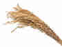 Hafer �hren Bund getrocknet L75cm Getreide Trockenblumen Gr�ser