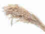 Hafer �hren Bund getrocknet L75cm Getreide Trockenblumen Gr�ser