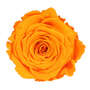 Infinity Rose L 5cm konserviert stabilisiert haltbar Rosenkopf ewige Rosenbl�te