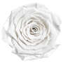 Infinity Rose L 5cm konserviert stabilisiert haltbar Rosenkopf ewige Rosenbl�te
