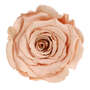 Infinity Rose L 5cm konserviert stabilisiert haltbar Rosenkopf ewige Rosenbl�te