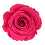 Infinity Rose L 5cm konserviert stabilisiert haltbar Rosenkopf ewige Rosenbl�te