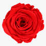 Infinity Rose L 5cm konserviert stabilisiert haltbar Rosenkopf ewige Rosenbl�te