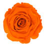 Infinity Rose L 5cm konserviert stabilisiert haltbar Rosenkopf ewige Rosenbl�te