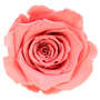 Infinity Rose L 5cm konserviert stabilisiert haltbar Rosenkopf ewige Rosenbl�te