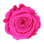 Infinity Rose L 5cm konserviert stabilisiert haltbar Rosenkopf ewige Rosenbl�te