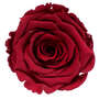 Infinity Rose L 5cm konserviert stabilisiert haltbar Rosenkopf ewige Rosenbl�te