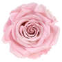 Infinity Rose L 5cm konserviert stabilisiert haltbar Rosenkopf ewige Rosenbl�te