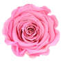 Infinity Rose L 5cm konserviert stabilisiert haltbar Rosenkopf ewige Rosenbl�te