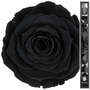 Infinity ewige Rose XL Stiel 70cm konserviert stabilisiert haltbar langstielig