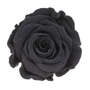 Infinity Rose XL 6-7cm konserviert stabilisiert haltbar Rosenkopf ewige Bl�te
