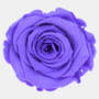 Infinity Rose XL 6-7cm konserviert stabilisiert haltbar Rosenkopf ewige Bl�te