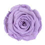 Infinity Rose XL 6-7cm konserviert stabilisiert haltbar Rosenkopf ewige Bl�te