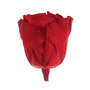 Infinity Rose XL 6-7cm konserviert stabilisiert haltbar Rosenkopf ewige Bl�te