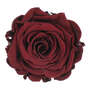 Infinity Rose XL 6-7cm konserviert stabilisiert haltbar Rosenkopf ewige Bl�te