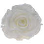 Infinity Rose XL 6-7cm konserviert stabilisiert haltbar Rosenkopf ewige Bl�te