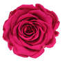 Infinity Rose XL 6-7cm konserviert stabilisiert haltbar Rosenkopf ewige Bl�te