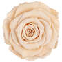 Infinity Rose XL 6-7cm konserviert stabilisiert haltbar Rosenkopf ewige Bl�te