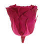 Infinity Rose XL 6-7cm konserviert stabilisiert haltbar Rosenkopf ewige Bl�te