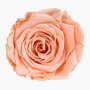 Infinity Rose XL 6-7cm konserviert stabilisiert haltbar Rosenkopf ewige Bl�te