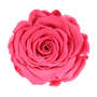 Infinity Rose XL 6-7cm konserviert stabilisiert haltbar Rosenkopf ewige Bl�te