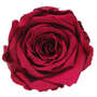 Infinity Rose XL 6-7cm konserviert stabilisiert haltbar Rosenkopf ewige Bl�te