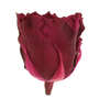 Infinity Rose XL 6-7cm konserviert stabilisiert haltbar Rosenkopf ewige Bl�te